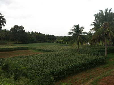 Near the IIJNM campus