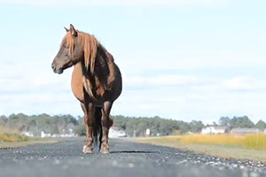 Chincoteague ponies for The Washington Post