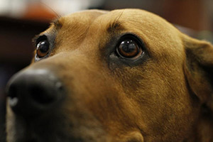 Therapy Dogs